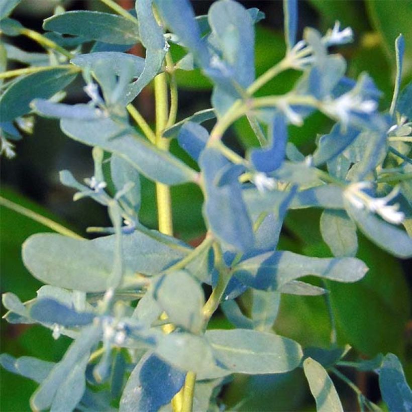 Eucalyptus gunnii France Bleu Rengun - Eucalipto (Foliage)