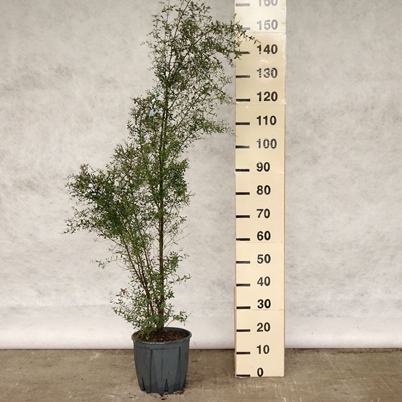 Example of Eucalyptus gunnii France Bleu Rengun - Eucalipto Vaso da 7,5L/10L as you get in printemps