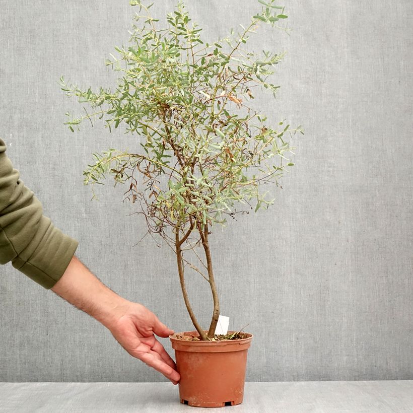 Example of Eucalyptus gunnii France Bleu Rengun - Eucalipto Vaso da 1,5L/2L as you get in automne