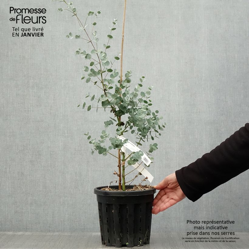 Eucalyptus gunnii subsp. divaricata - Gommier cidre de Miena Pot de 4L/5L, Pot anti-chignon esemplare consegnato in inverno