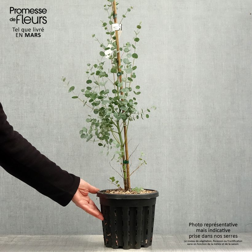 Example of Eucalyptus gunnii subsp divaricata - Eucalipto Vaso da 4L/5L as you get in printemps