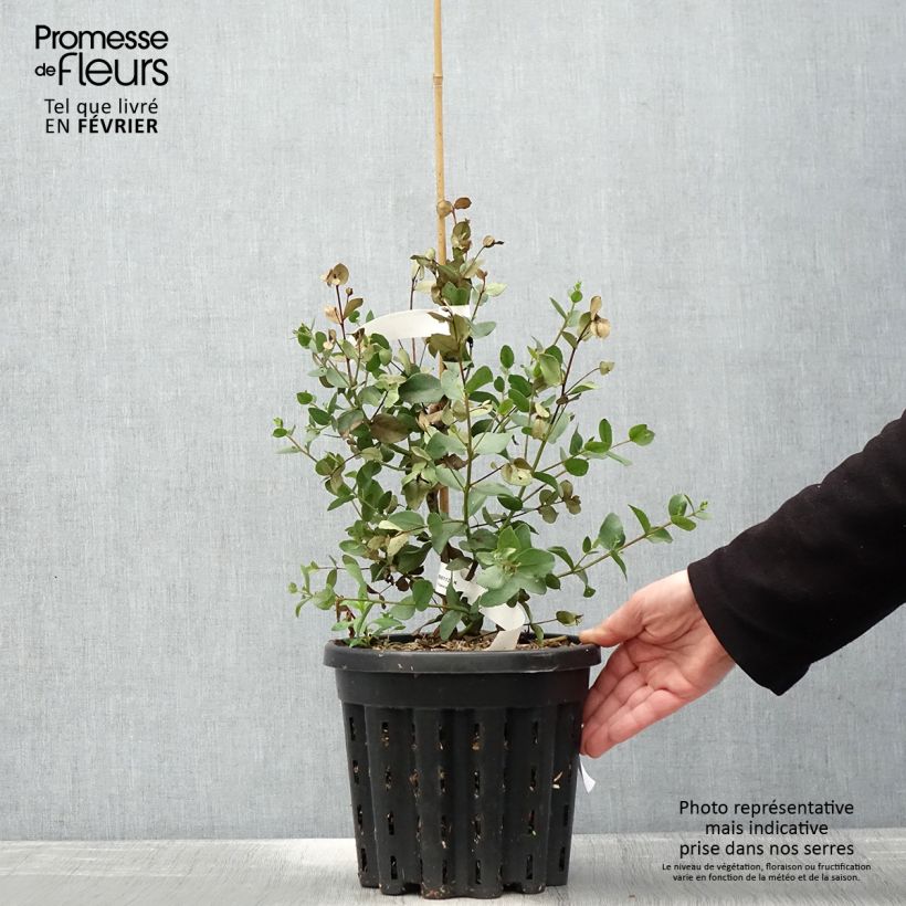 Eucalyptus johnstonii - Gommier jaune de Tasmanie Pot de 4L/5L, Pot anti-chignon esemplare consegnato in inverno