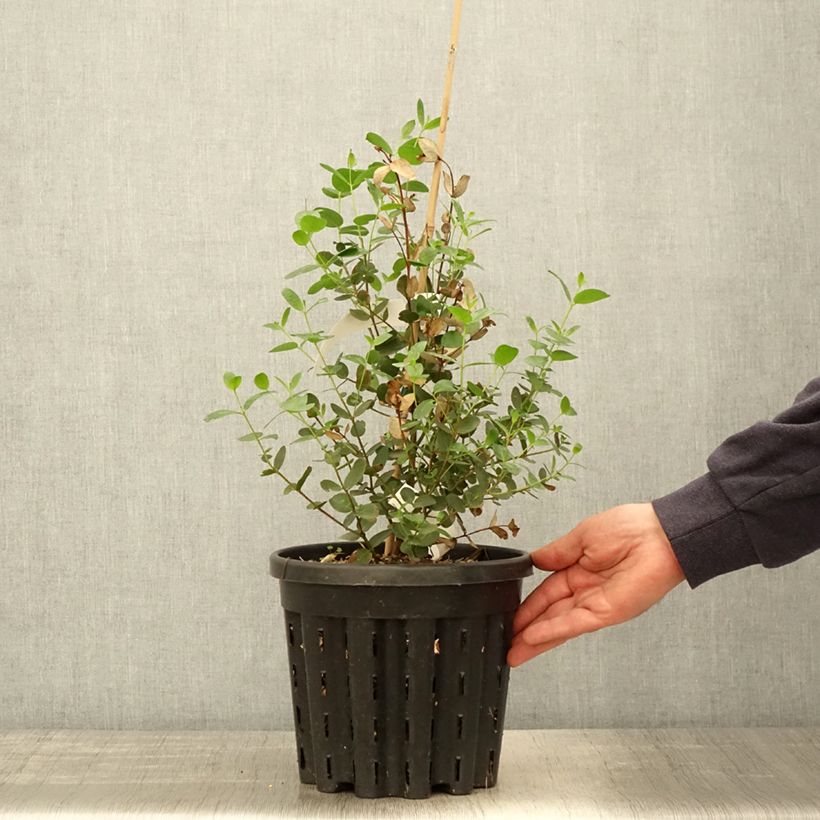 Example of Eucalyptus johnstonii - Eucalipto Vaso da 4L/5L as you get in printemps