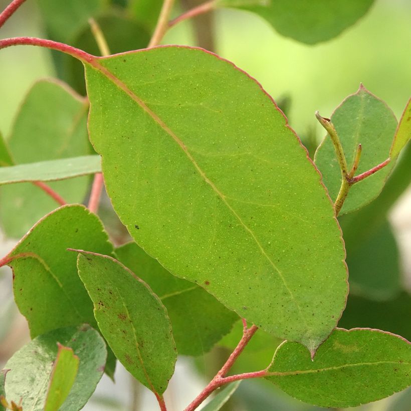Eucalyptus johnstonii - Eucalipto (Fogliame)