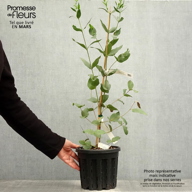Example of Eucalyptus kitsoniana - Eucalipto Vaso da 4L/5L as you get in printemps