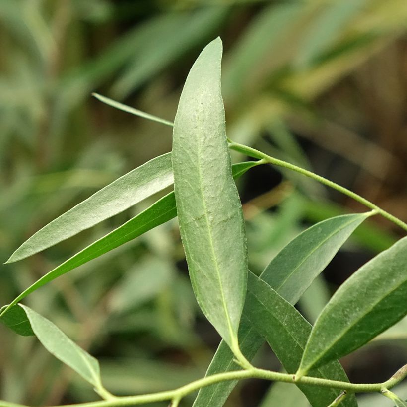 Eucalyptus kybeanensis - Eucalipto (Foliage)