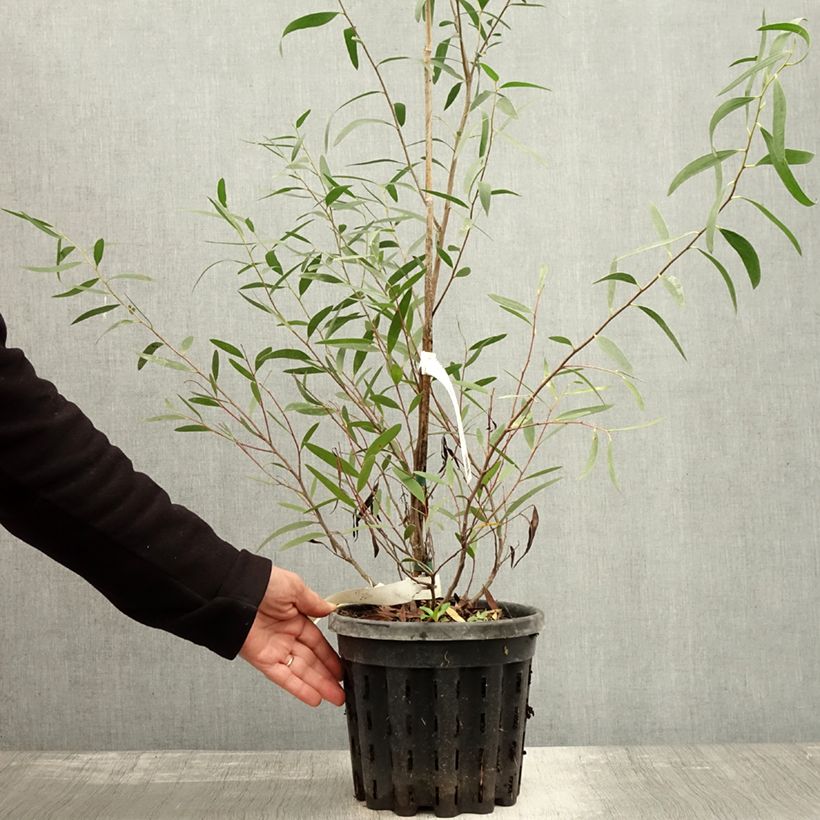 Esemplare di Eucalyptus kybeanensis - Mallée de Kybean Pot de 4L/5L, Pot anti-chignon come consegnato in autunno