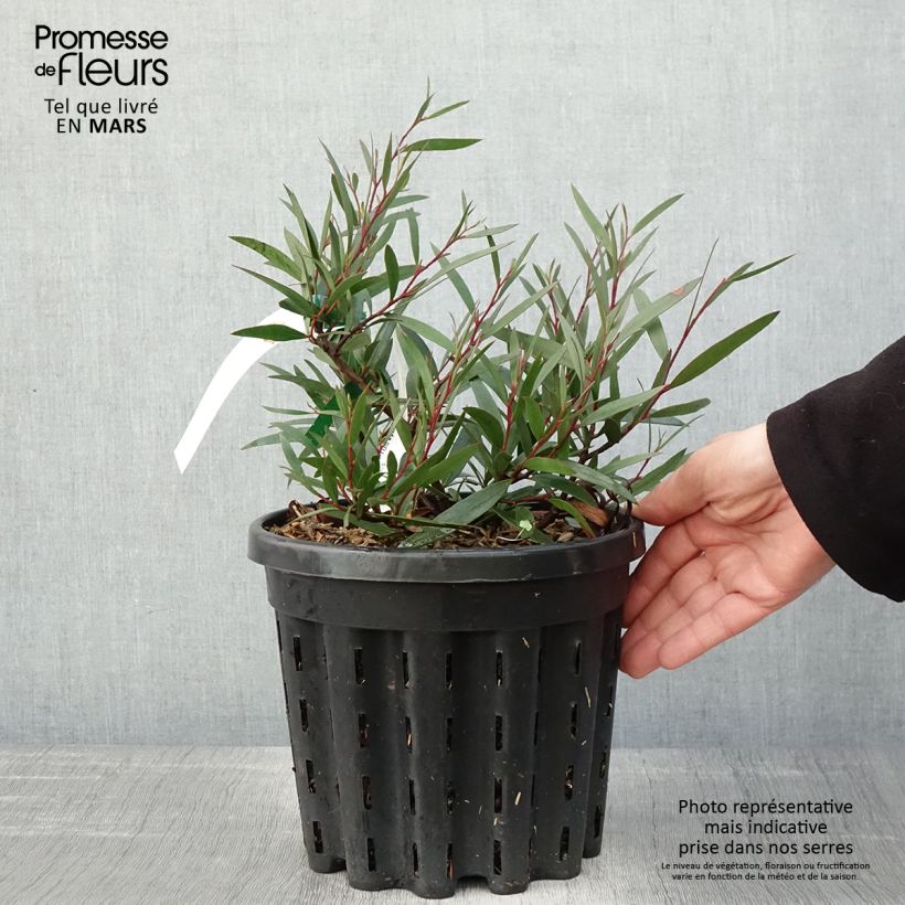 Example of Eucalyptus kybeanensis - Eucalipto Vaso da 4L/5L as you get in printemps
