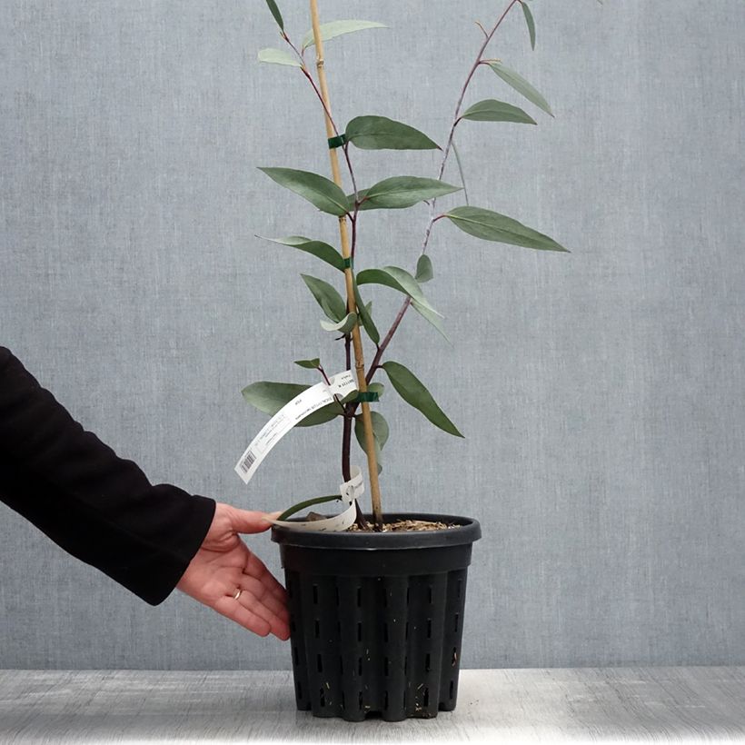 Example of Eucalyptus lacrimans - Eucalipto Vaso da 4L/5L as you get in printemps