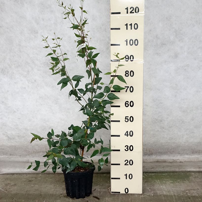 Esemplare di Eucalyptus leucoxylon Rosea Pot de 4L/5L, Pot anti-chignon come consegnato in autunno