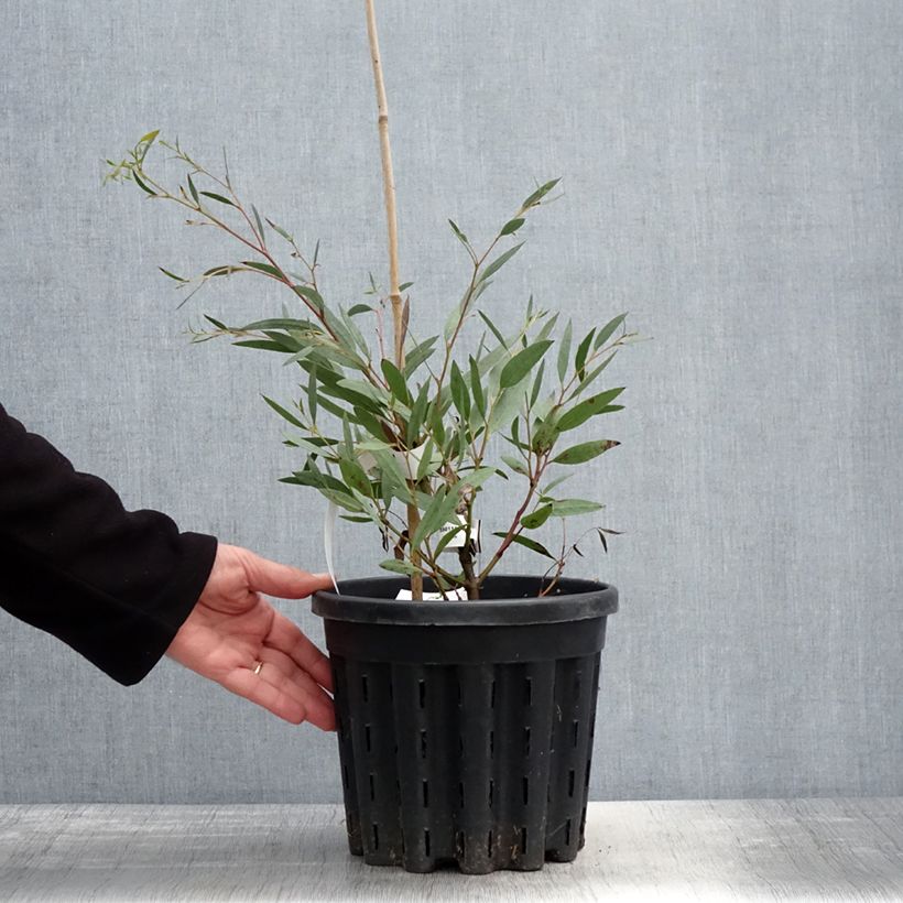 Example of Eucalyptus mitchelliana - Eucalipto Vaso da 4L/5L as you get in printemps