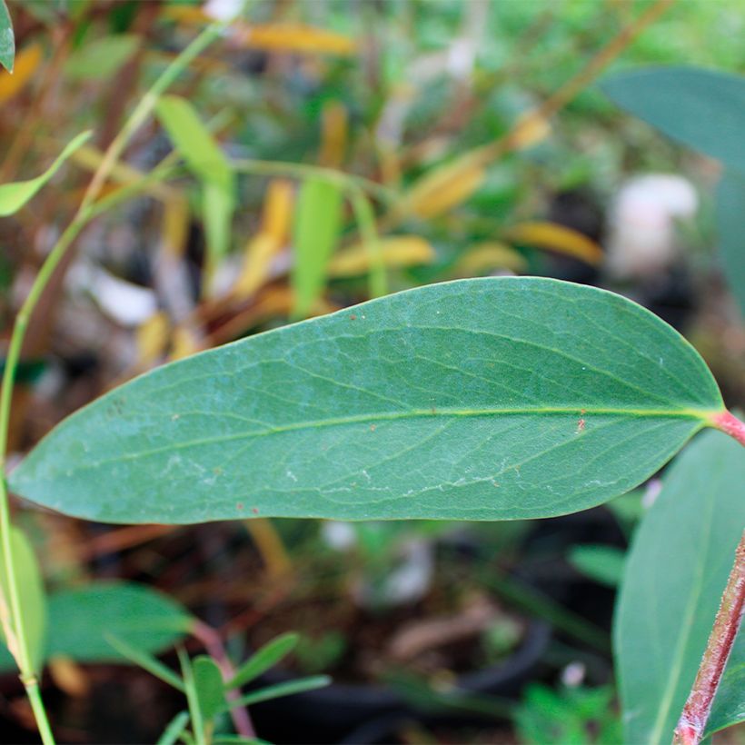 Eucalyptus mitchelliana - Eucalipto (Foliage)