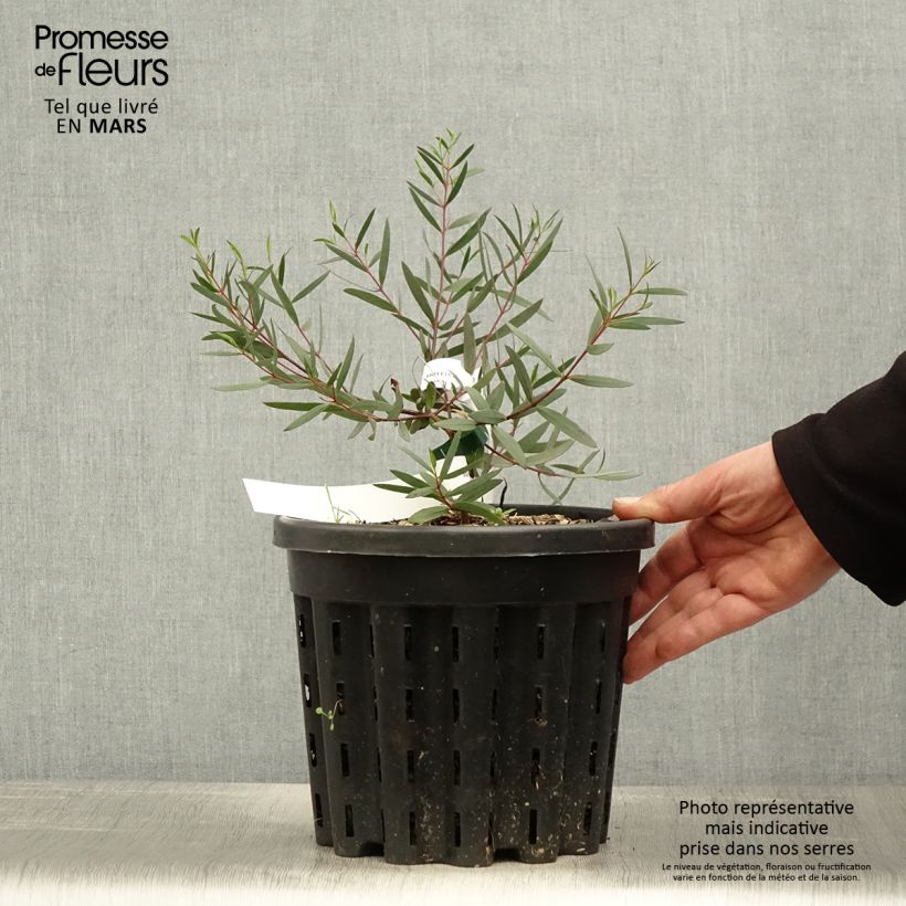 Example of Eucalyptus moorei subsp. moorei - Eucalipto Vaso da 4L/5L as you get in printemps