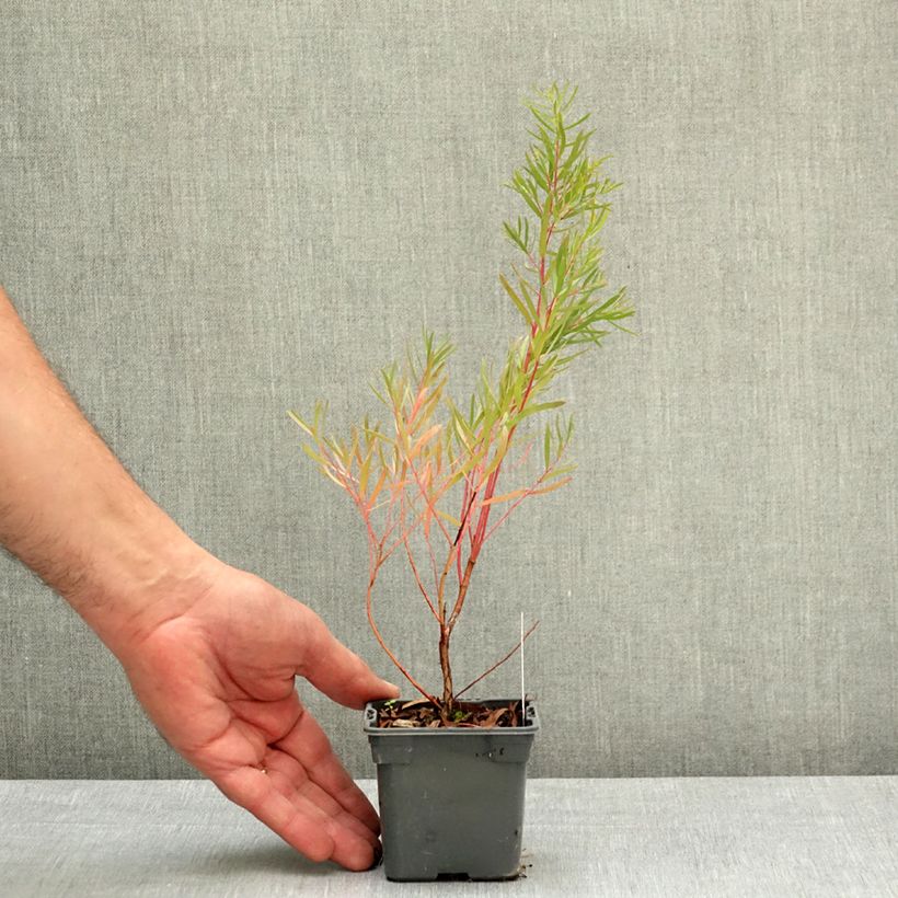 Eucalyptus nicholii - Eucalipto Vasetto da 8/9 cm esemplare consegnato in primavera
