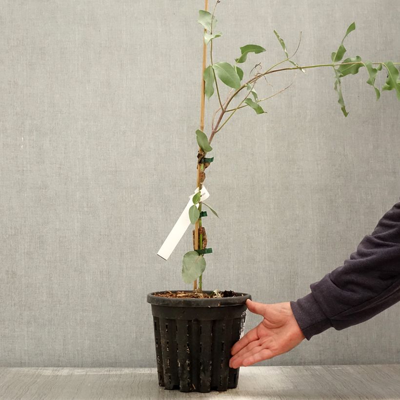Esemplare di Eucalyptus nitens - Gommier brillant Pot de 4L/5L, Pot anti-chignon come consegnato in autunno