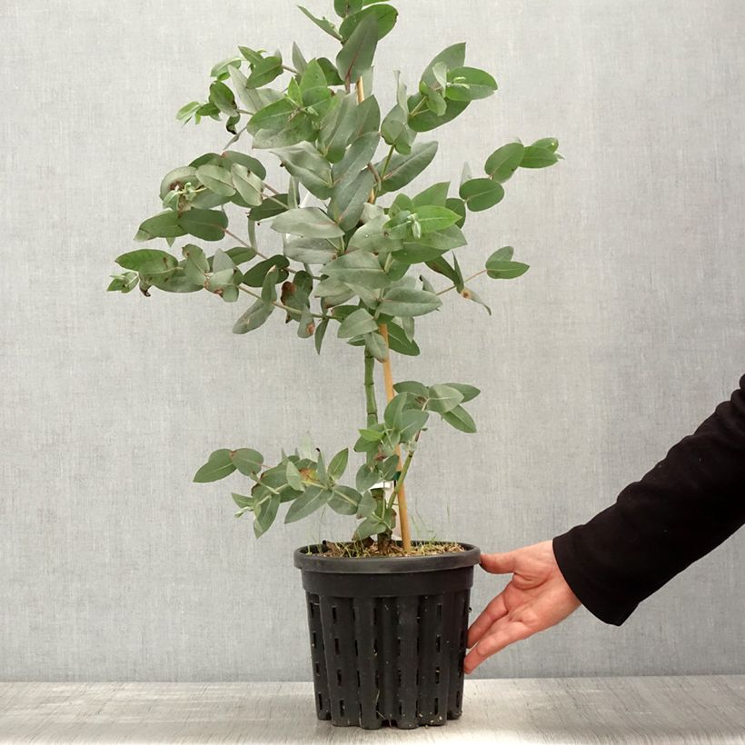 Example of Eucalyptus nitens - Eucalipto Vaso da 4L/5L as you get in printemps