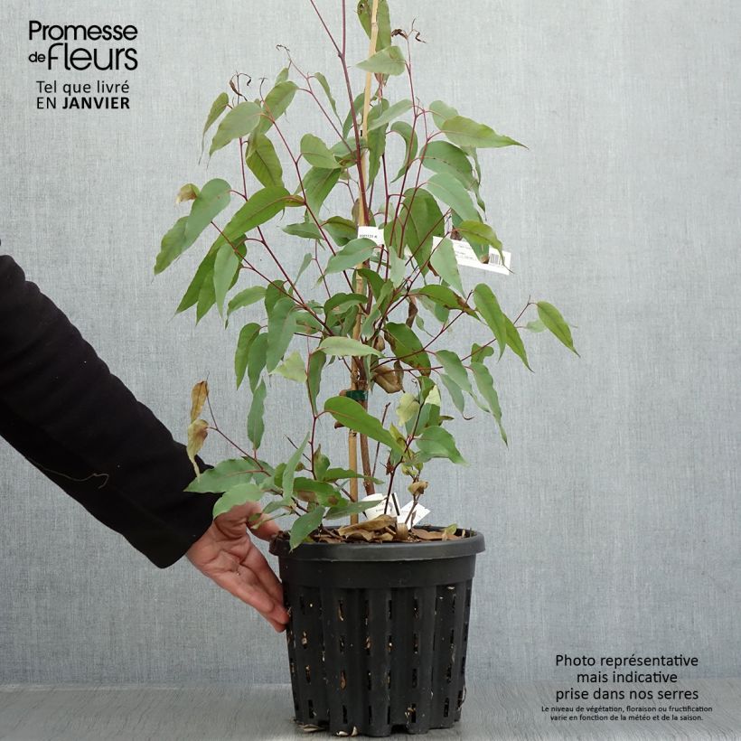 Eucalyptus obliqua - Eucalyptus géant Pot de 4L/5L, Pot anti-chignon esemplare consegnato in inverno