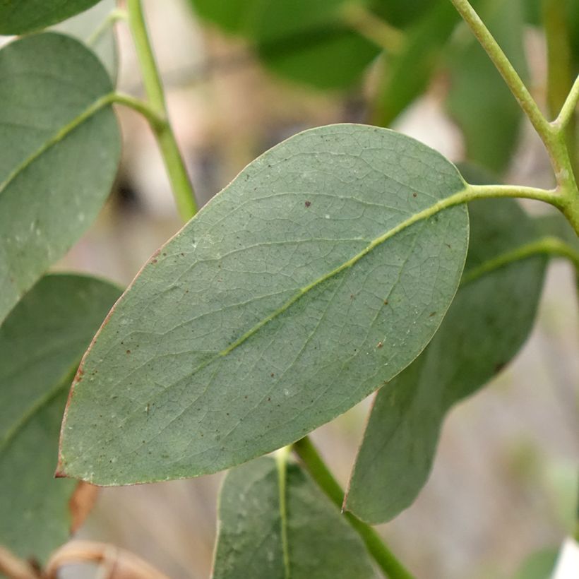 Eucalyptus pauciflora subsp. hedraia Falls Creek - Eucalipto (Foliage)