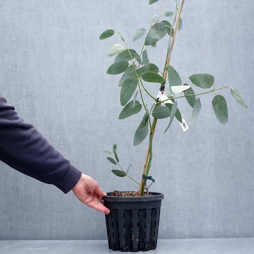 Example of Eucalyptus pauciflora subsp. hedraia Falls Creek - Eucalipto Vaso da 4L/5L as you get in printemps