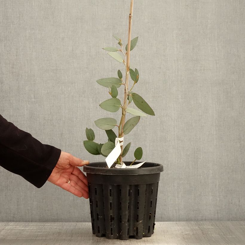 Example of Eucalyptus pauciflora subsp. niphophila Mt Bogong - Eucalipto Vaso da 4L/5L as you get in printemps