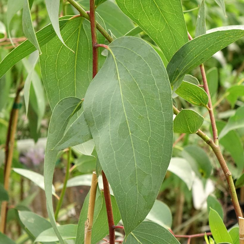 Eucalyptus pauciflora subsp. pauciflora Adaminaby - Eucalipto (Foliage)