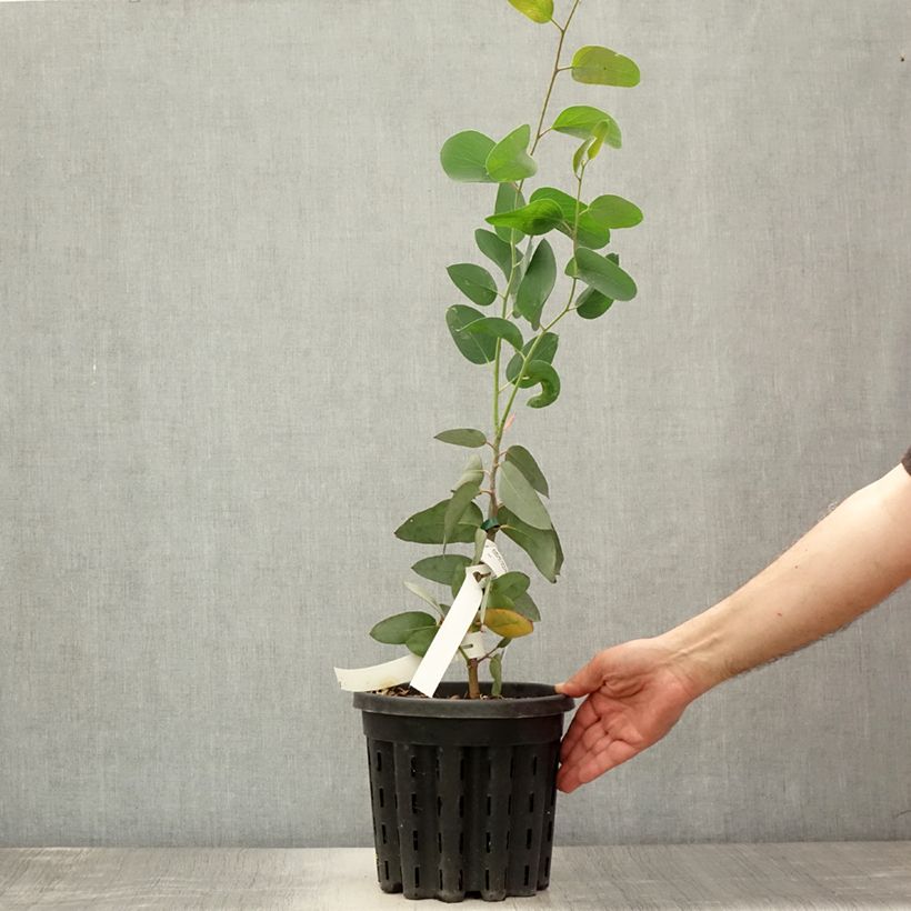 Esemplare di Eucalyptus pauciflora subsp. pauciflora Buffalo - Eucalipto Vaso da 4L/5L consegnato in estate