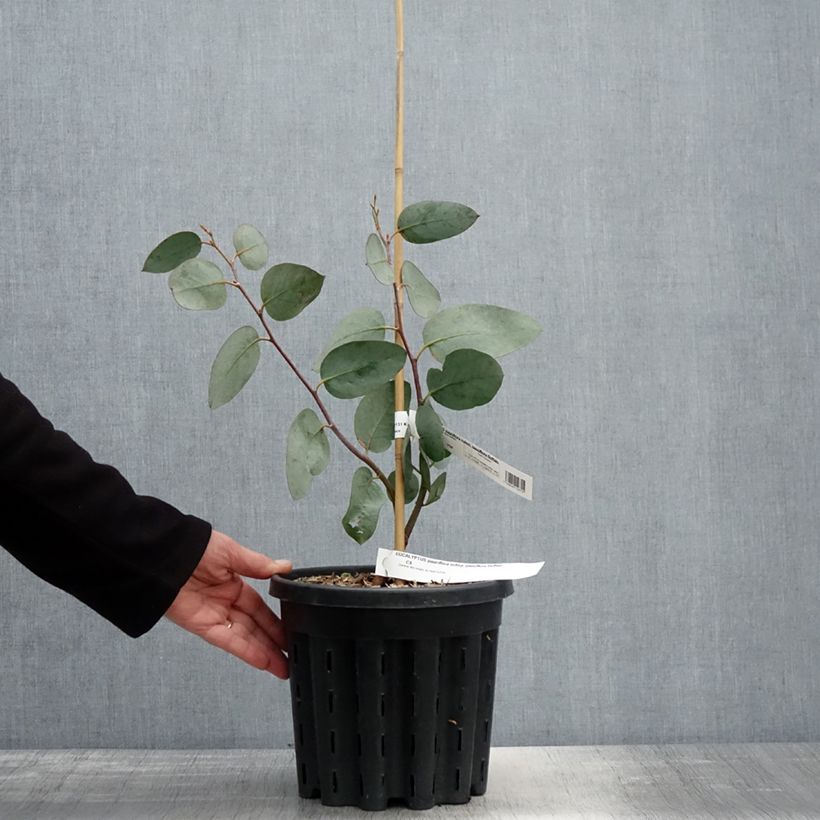 Example of Eucalyptus pauciflora subsp. pauciflora Buffalo - Eucalipto Vaso da 4L/5L as you get in printemps