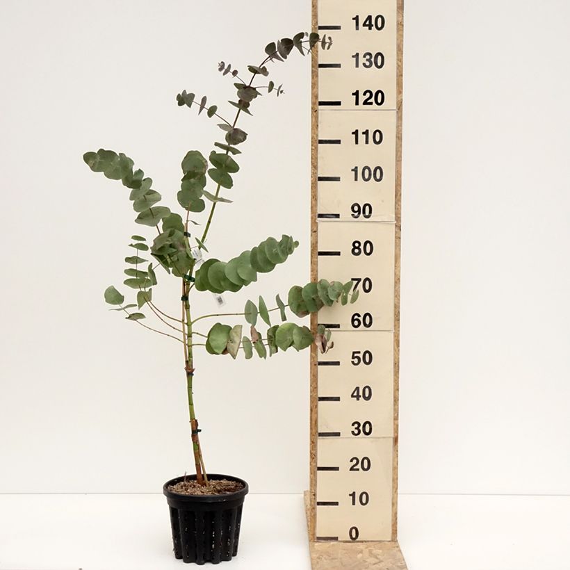 Eucalyptus perriniana - Gommier de Perrin Pot de 4L/5L, Pot anti-chignon esemplare consegnato in inverno