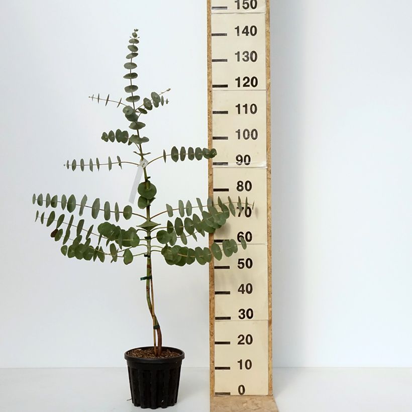 Example of Eucalyptus perriniana - Eucalipto Vaso da 4L/5L as you get in printemps