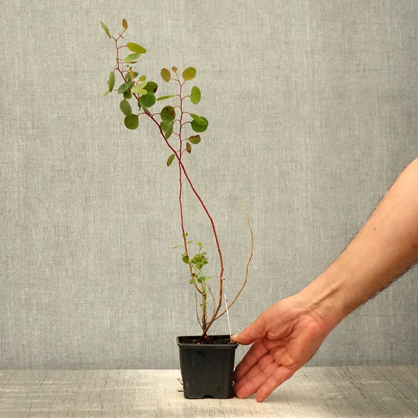 Example of Eucalyptus polyanthemos - Eucalipto Vasetto da 8/9 cm as you get in printemps