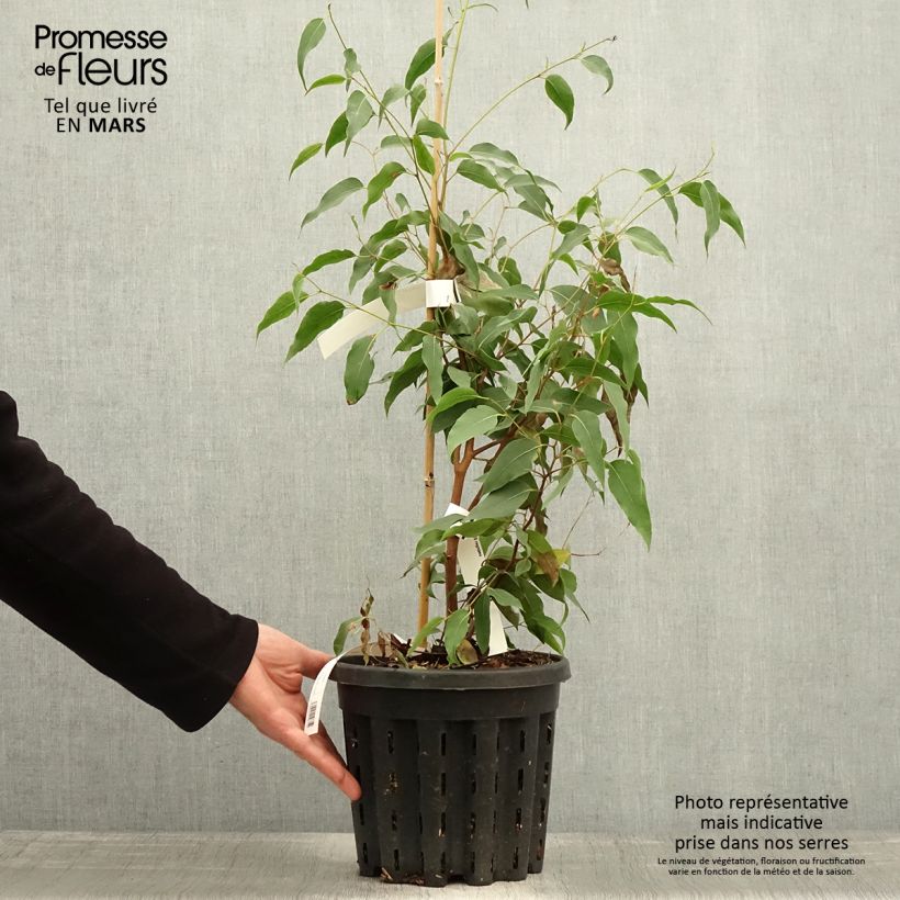 Example of Eucalyptus regnans - Eucalipto australiano Vaso da 4L/5L as you get in printemps