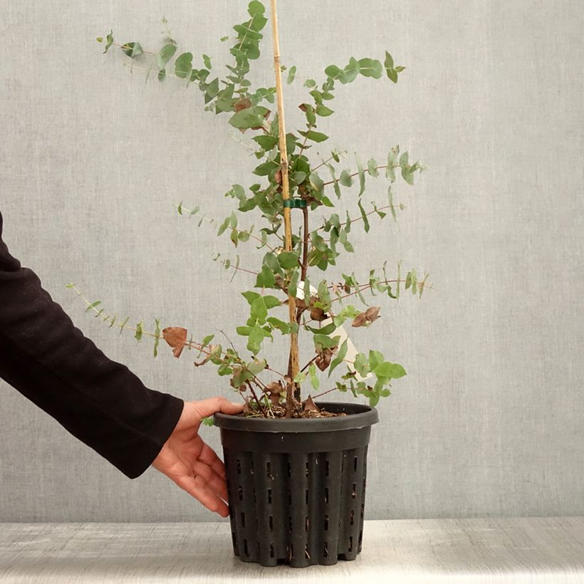 Example of Eucalyptus risdonii - Eucalipto Vaso da 4L/5L as you get in printemps