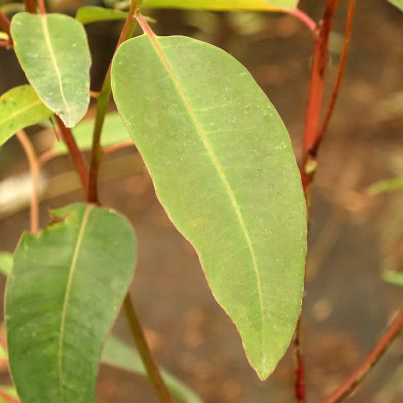 Eucalyptus robusta - Eucalipto robusto (Foliage)