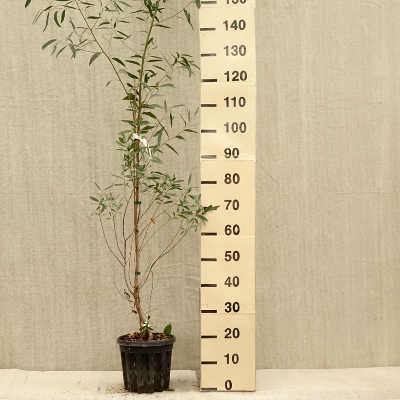 Esemplare di Eucalyptus rodwayi - Eucalipto Vaso da 4L/5L come consegnato in autunno