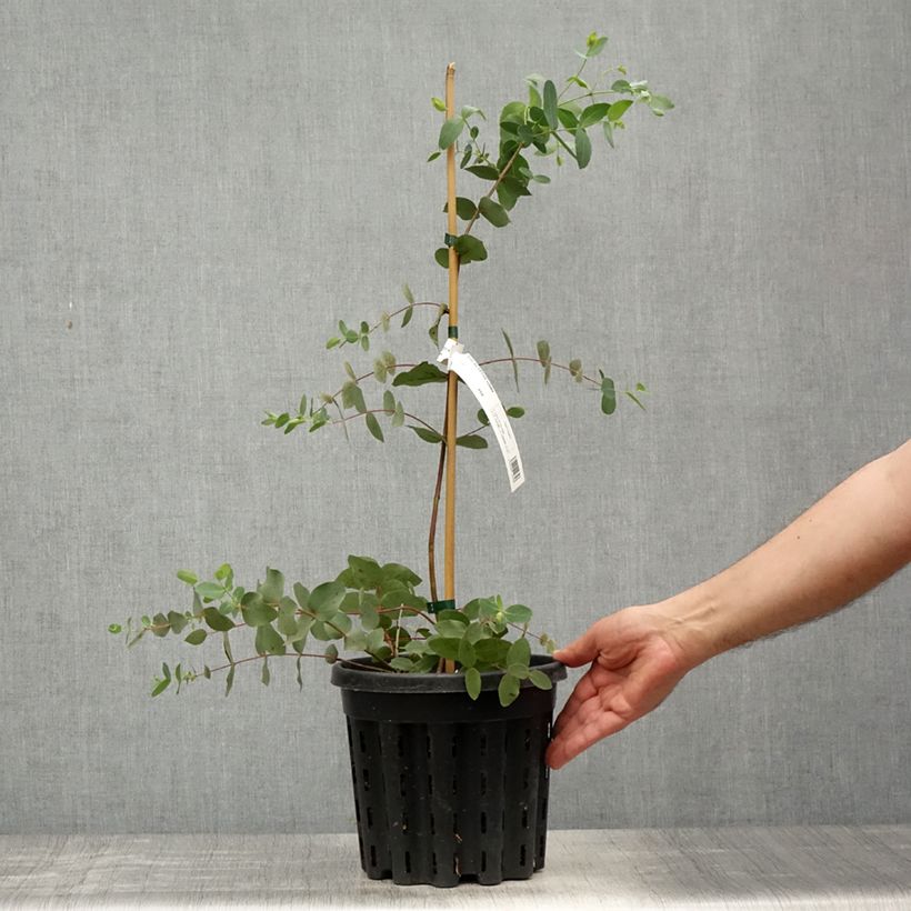 Example of Eucalyptus rubida - Eucalipto Vaso da 4L/5L as you get in printemps