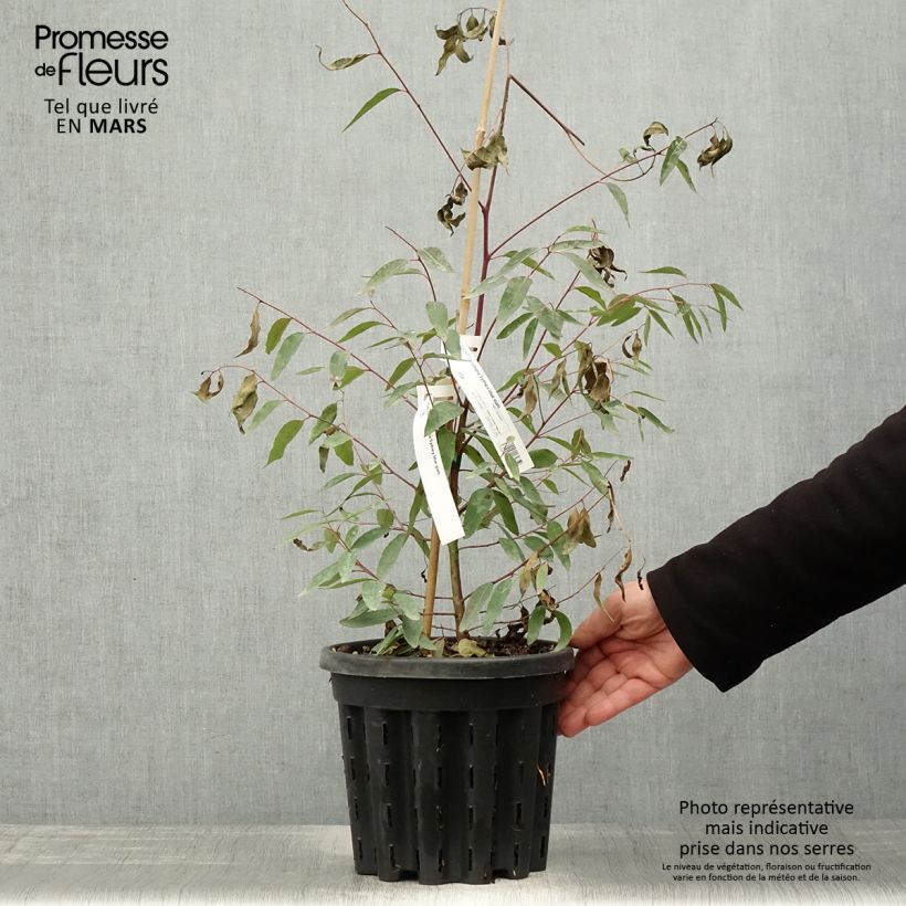 Example of Eucalyptus saligna - Eucalipto Vaso da 4L/5L as you get in printemps