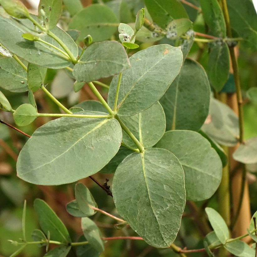 Eucalyptus saxatilis - Eucalipto (Foliage)