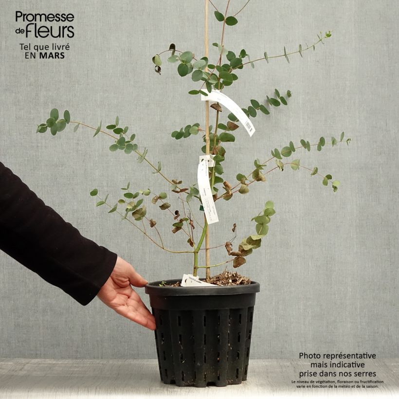 Example of Eucalyptus saxatilis - Eucalipto Vaso da 4L/5L as you get in printemps