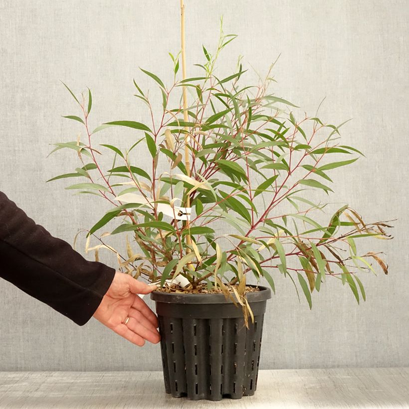 Eucalyptus stricta - Eucalipto Vaso da 4L/5L esemplare consegnato in primavera