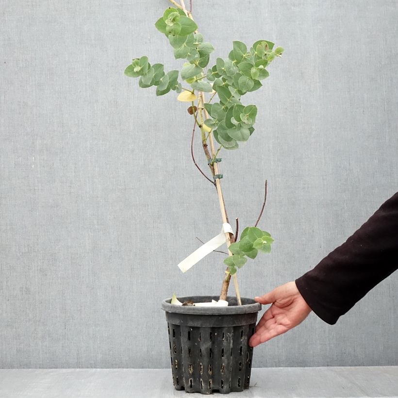 Esemplare di Eucalyptus sturgissiana - Eucalipto Vaso da 4L/5L come consegnato in autunno