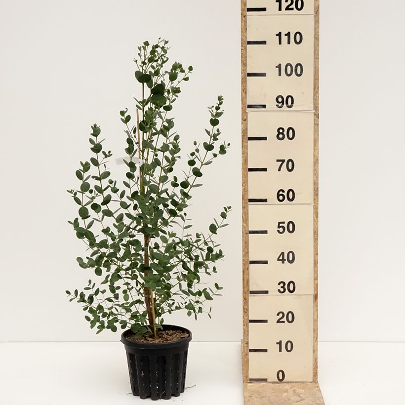 Eucalyptus subcrenulata - Gommier jaune alpin de Tasmanie Pot de 4L/5L, Pot anti-chignon esemplare consegnato in inverno