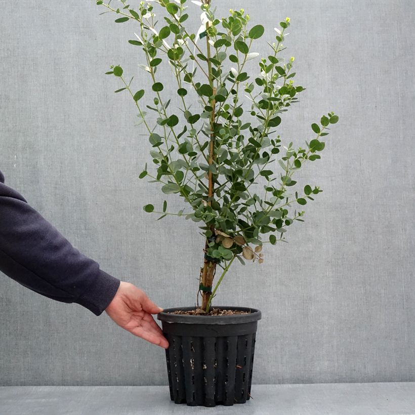 Example of Eucalyptus subcrenulata - Eucalipto Vaso da 4L/5L as you get in printemps