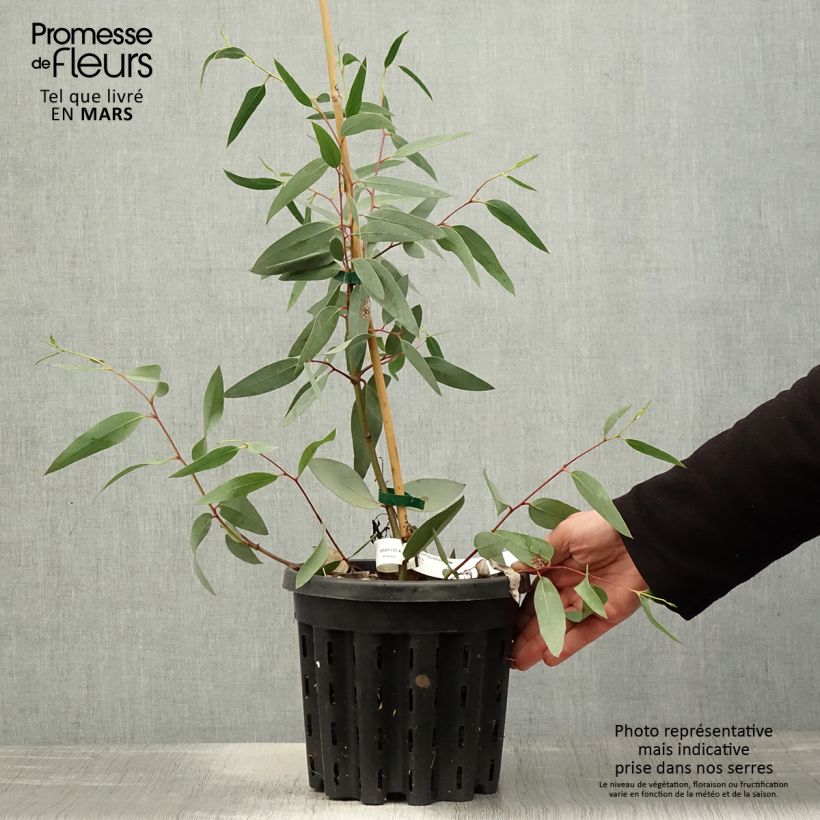 Example of Eucalyptus tetraptera - Eucalipto Vaso da 4L/5L as you get in printemps