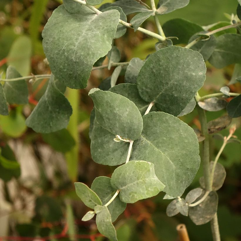 Eucalyptus urnigera f.glaucus - Eucalipto (Foliage)