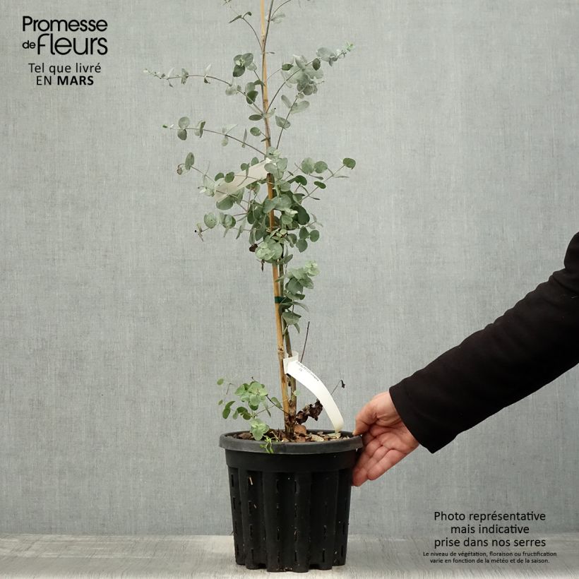 Example of Eucalyptus urnigera f.glaucus - Eucalipto Vaso da 4L/5L as you get in printemps