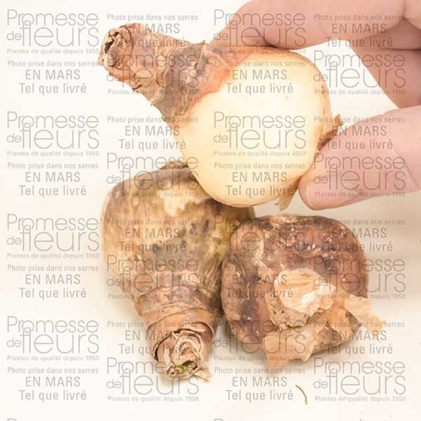 Esempio di esemplare Eucharis amazonica - Giglio dell'Amazzonia Bulbo taglia I come consegnato