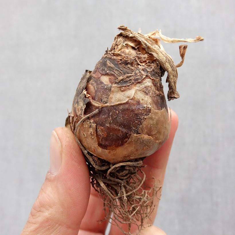 Eucomis autumnalis Bulbo taglia 14+ esemplare consegnato in primavera