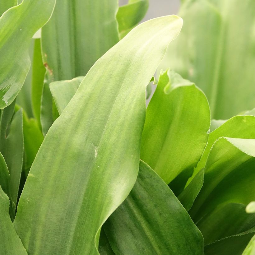 Eucomis autumnalis (Fogliame)