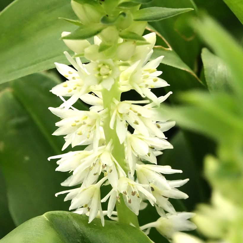 Eucomis autumnalis (Fioritura)