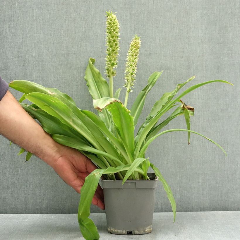 Esemplare di Eucomis autumnalis Vaso da 2L/3L taglia 14/16 consegnato in estate